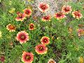 Indian Banket / Gaillardia pulchella 